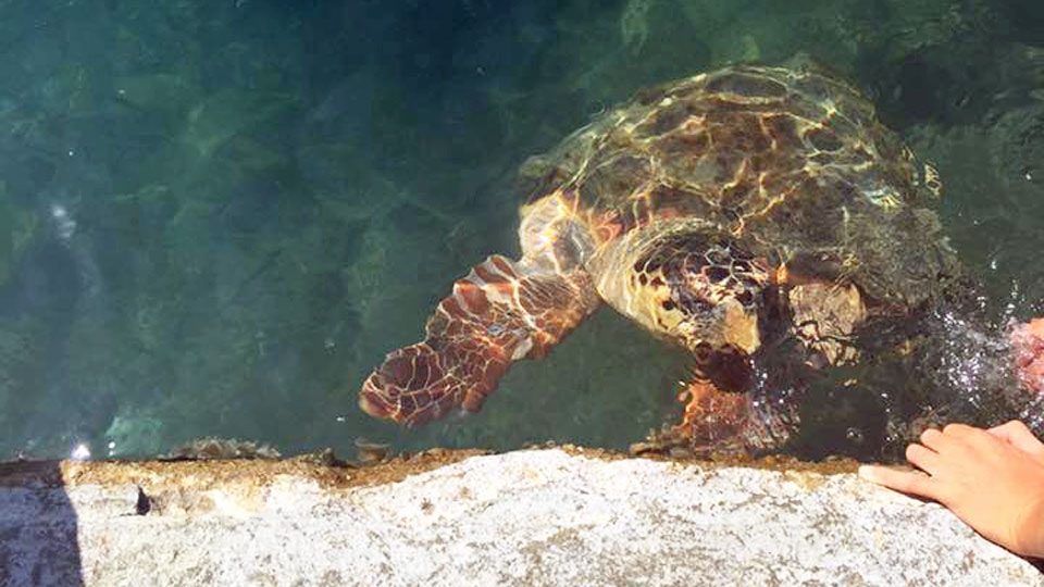 Dalyan & Köyceğiz lake by road